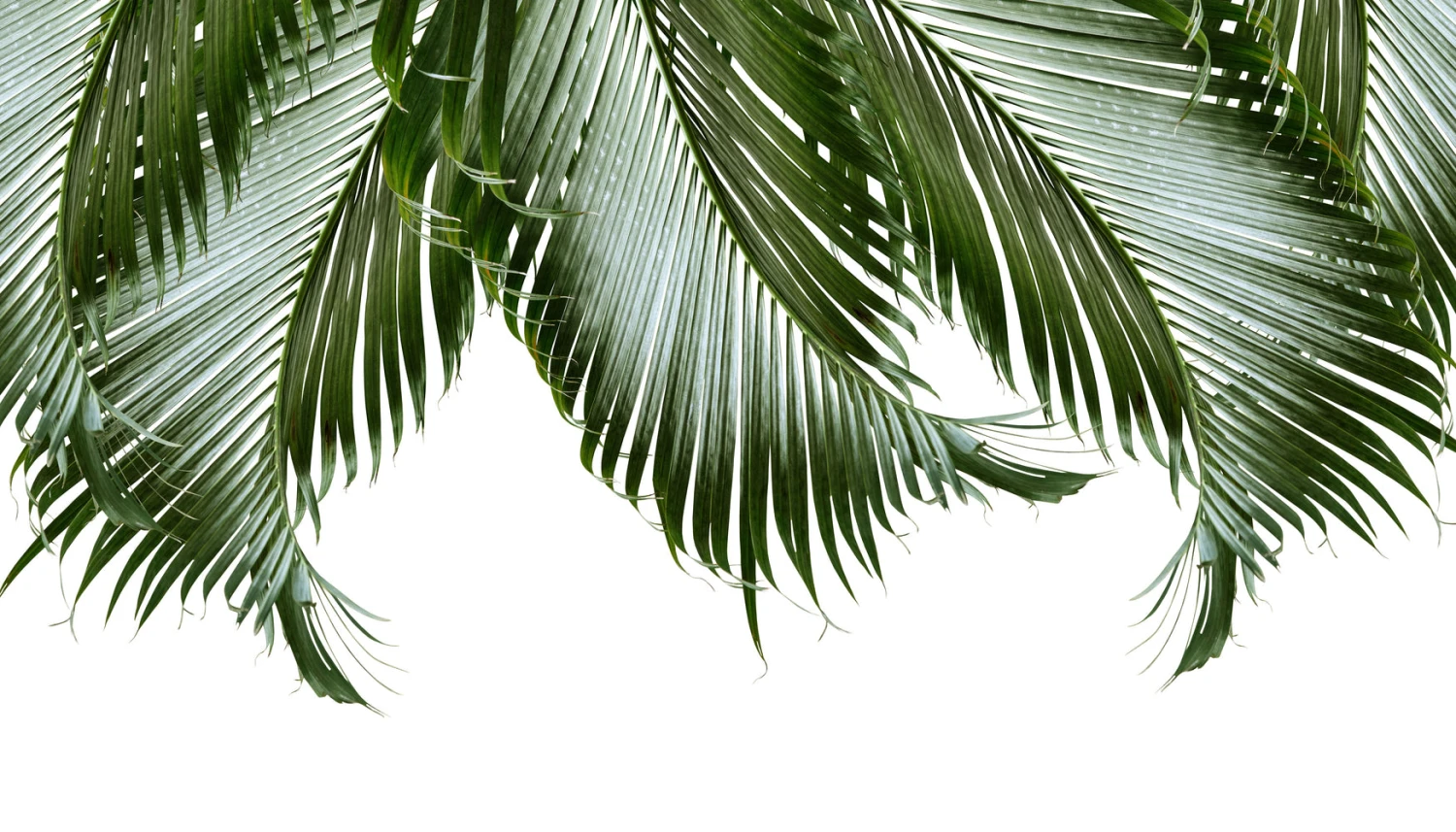 Palm Leaves Finesse 1a