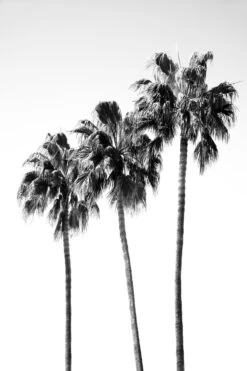 Palm Trees Black White 4