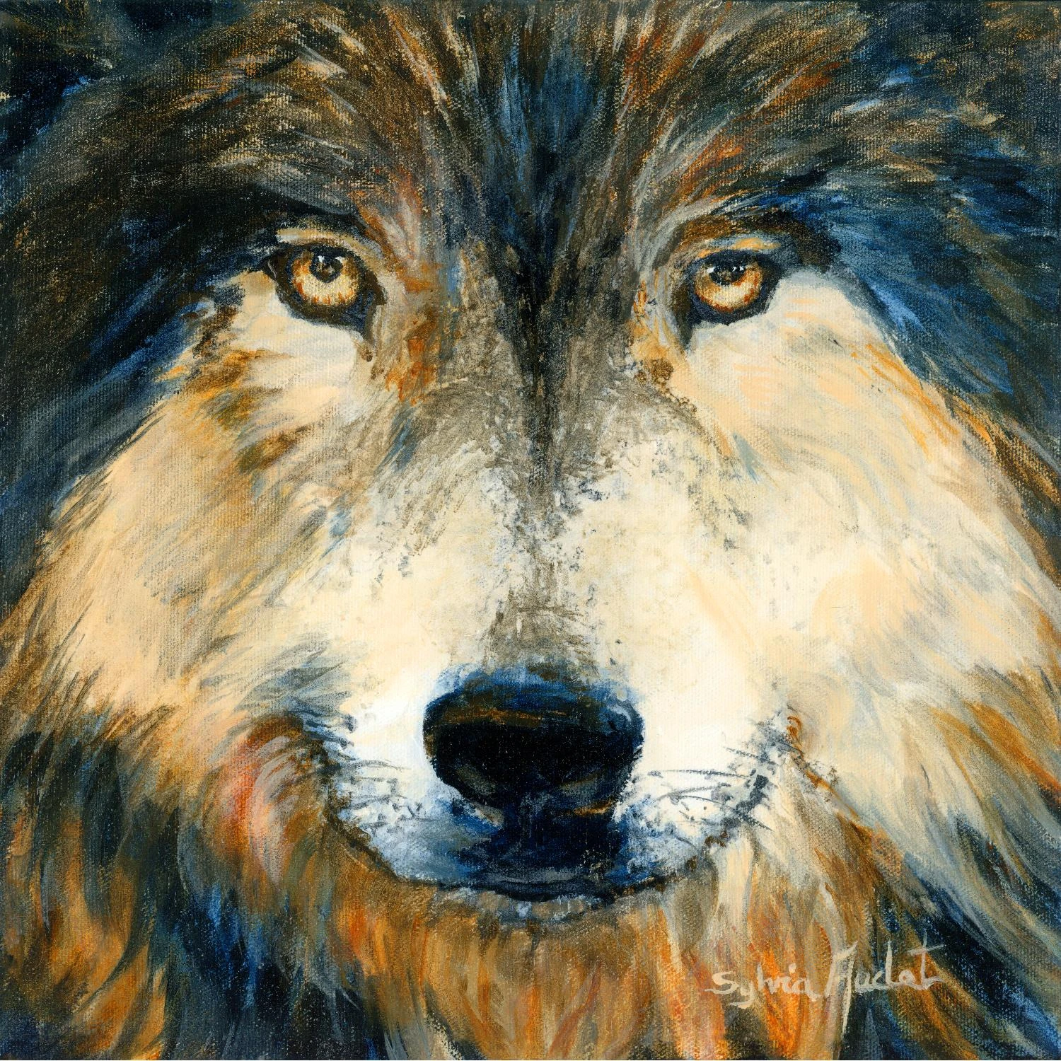 Regard Inquiet Du Loup