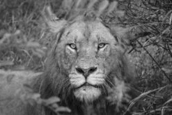 Into The Eyes Of The Lion