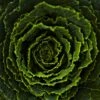 Cabbage II
