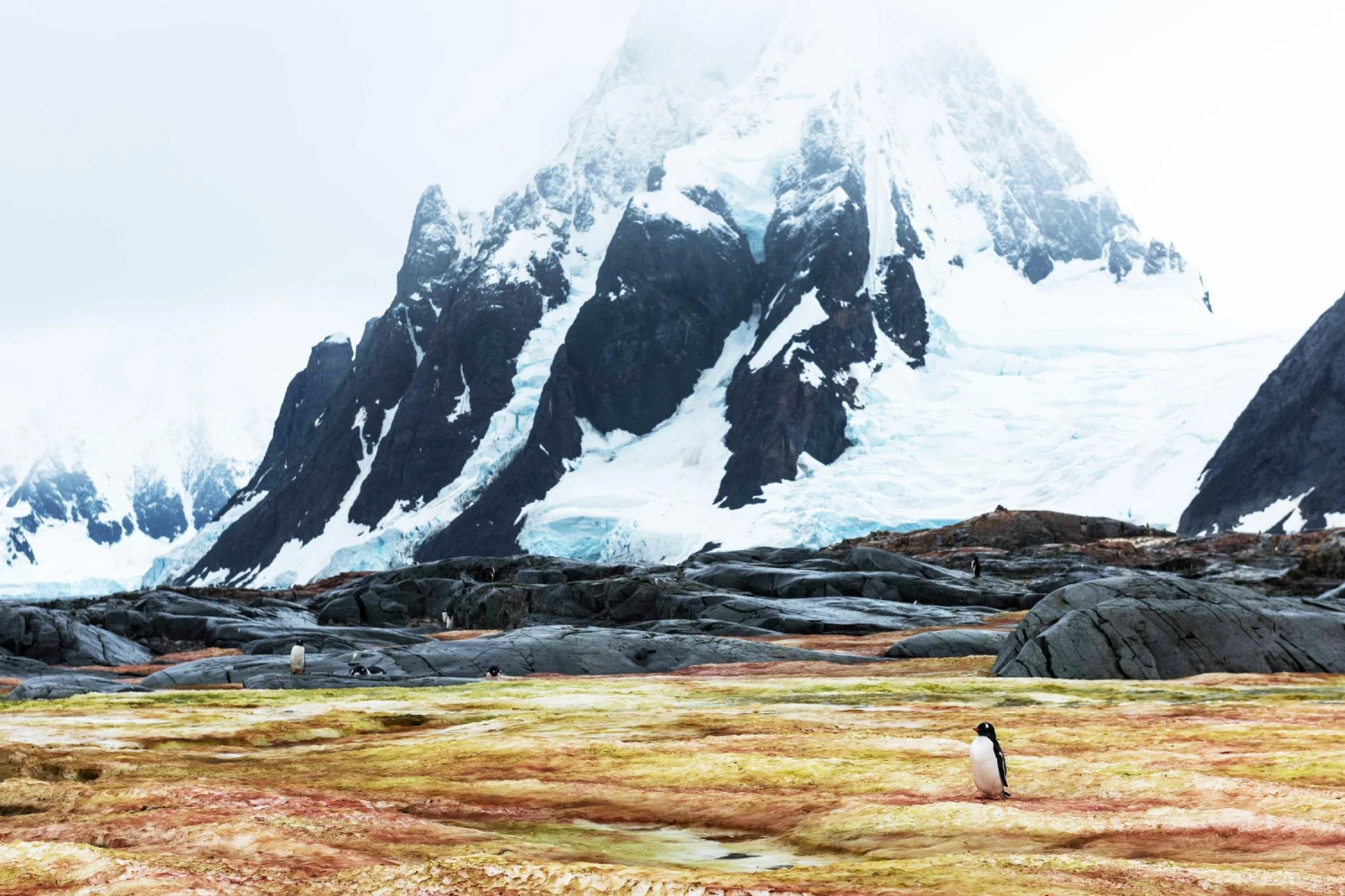 Crossing The Green Algae Field, Antarctica