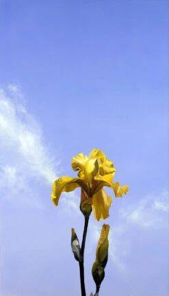 Yellow Iris