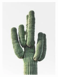 Le Cactus