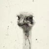 Watercolor Ostrich 2
