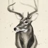 Watercolor Deer Head 3