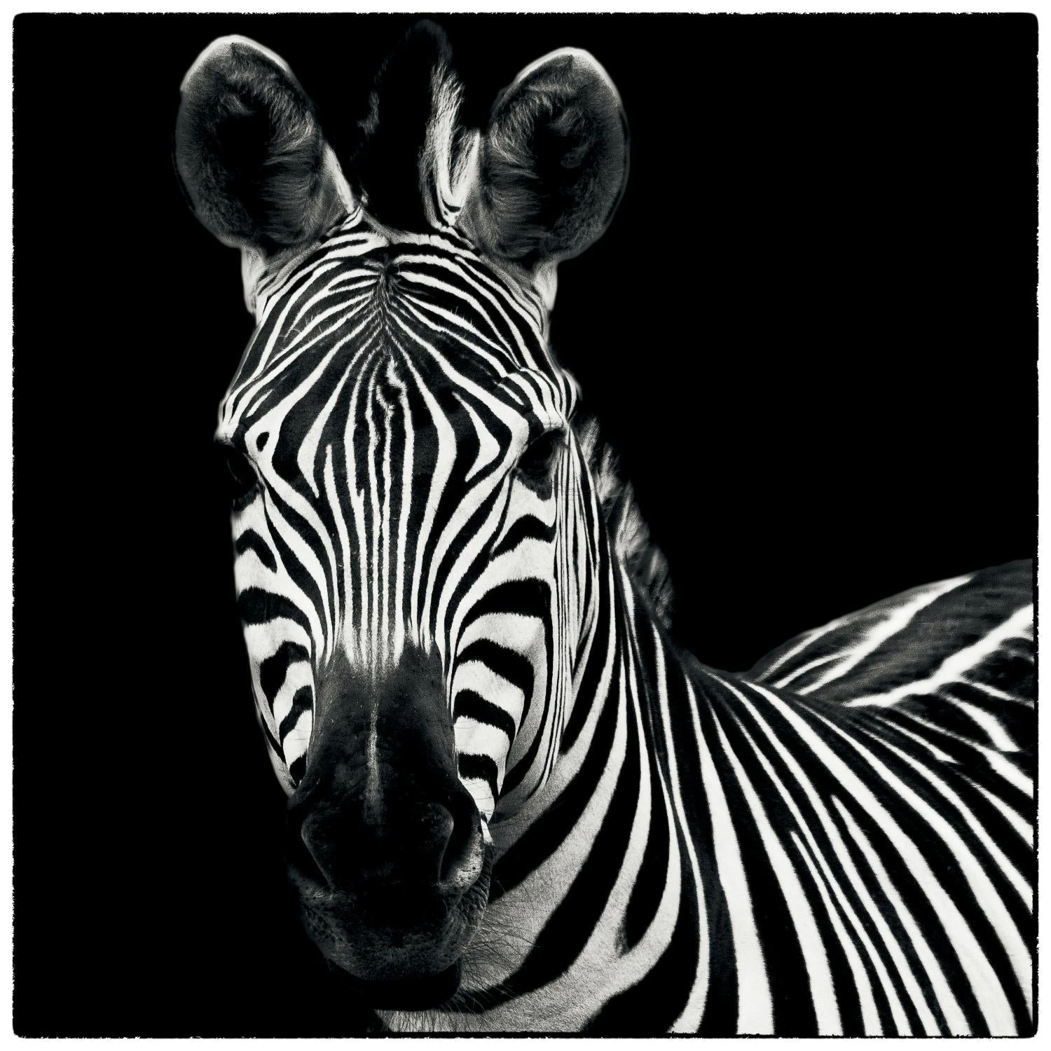 Zebra II