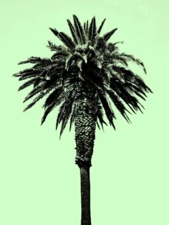Palm Tree 1996 (Green)
