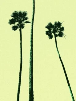 Palm Trees 2000 (Cyan)