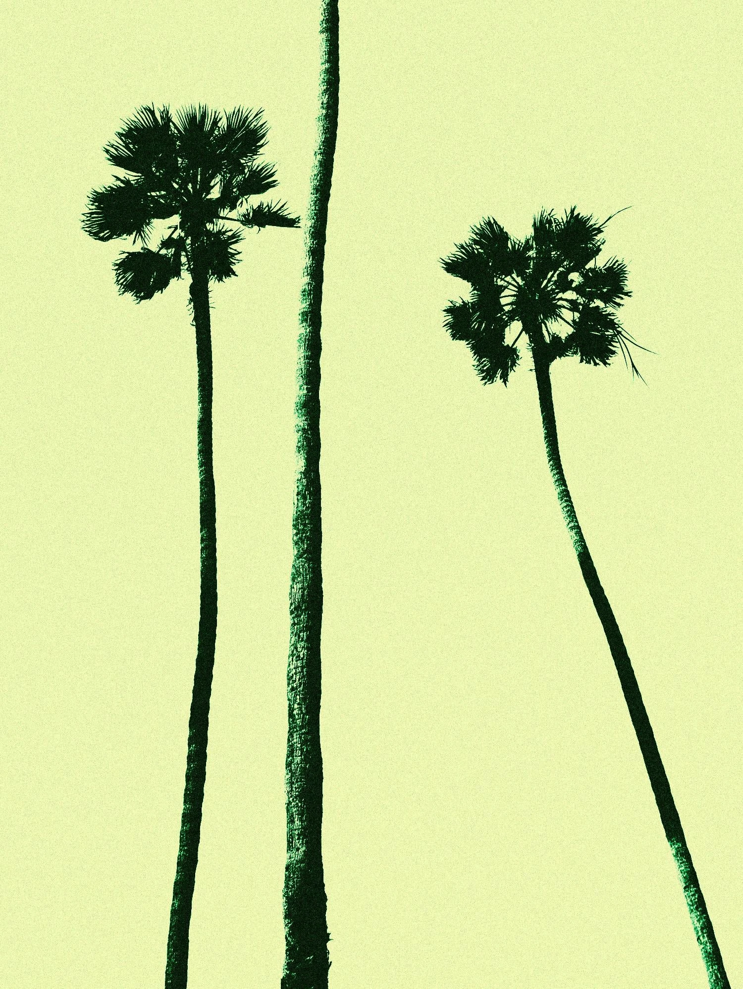 Palm Trees 2000 (Cyan)