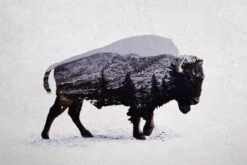 The American Bison