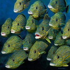 Shoal Of Grunts