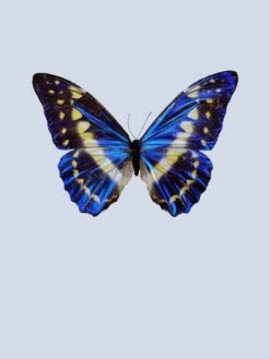 Blue Butterfly