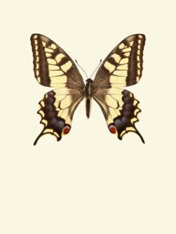 Papilio Machaon