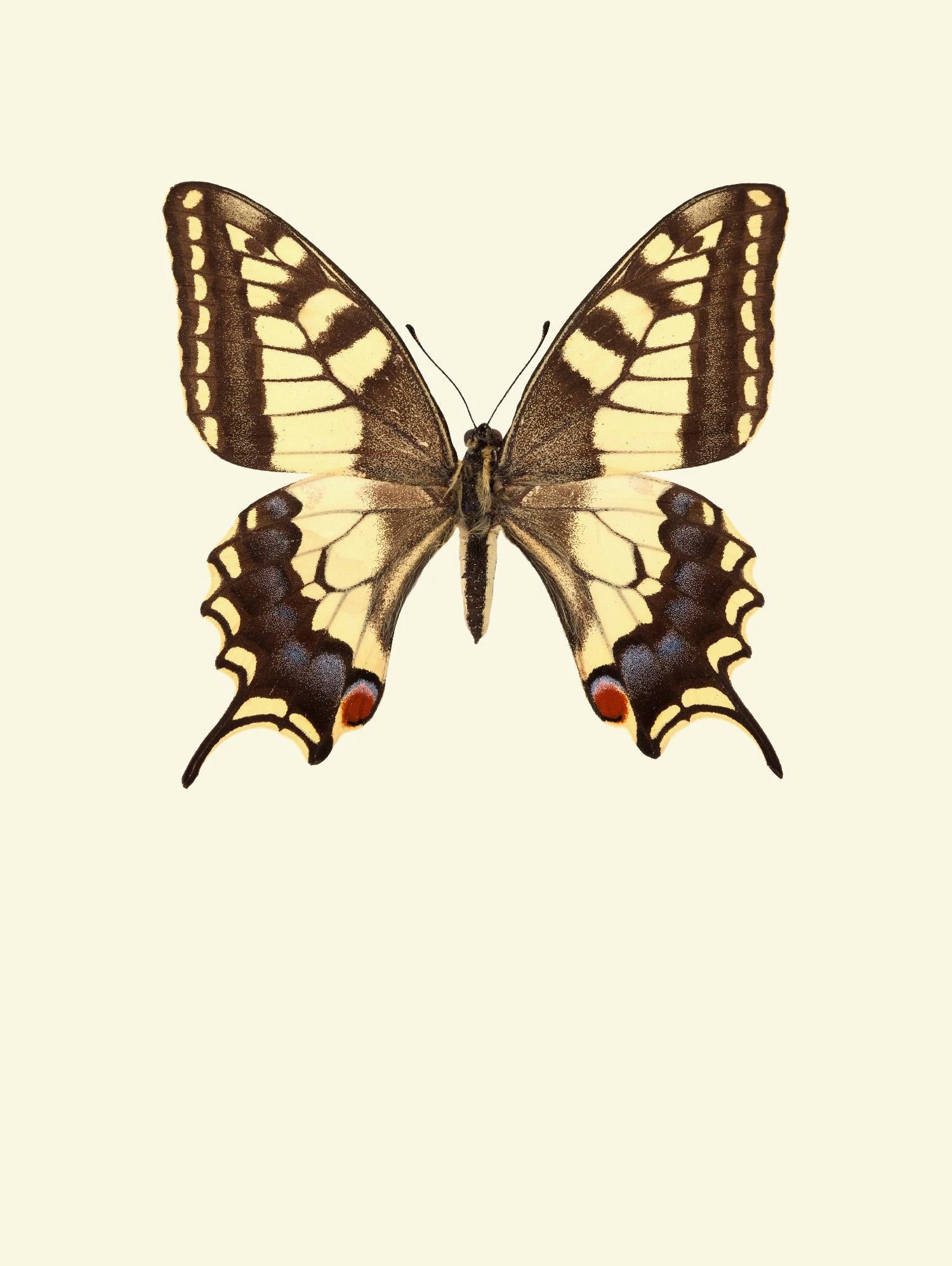 Papilio Machaon