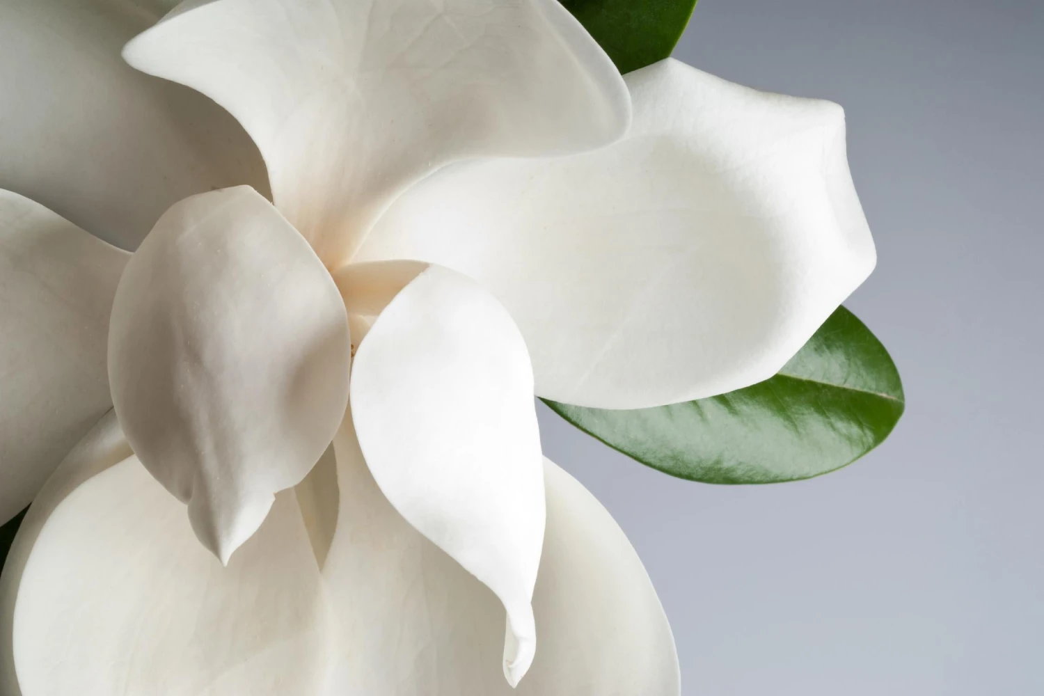 Magnolia