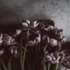 Dark Tulips
