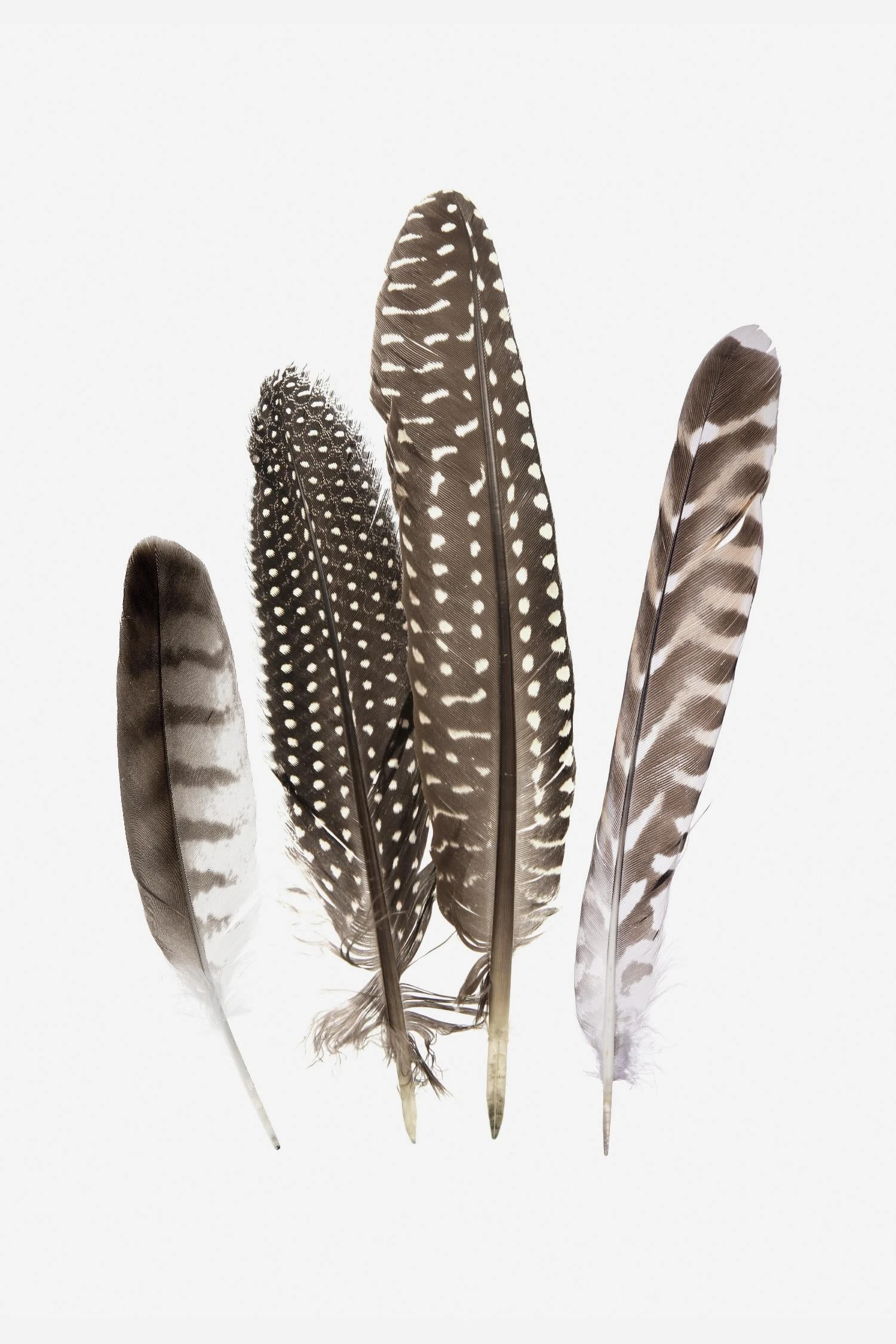 Feathers II