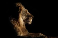 Royal Meeting In The Night