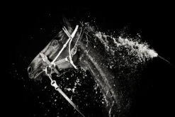 Lee Chapman - The Hose Down