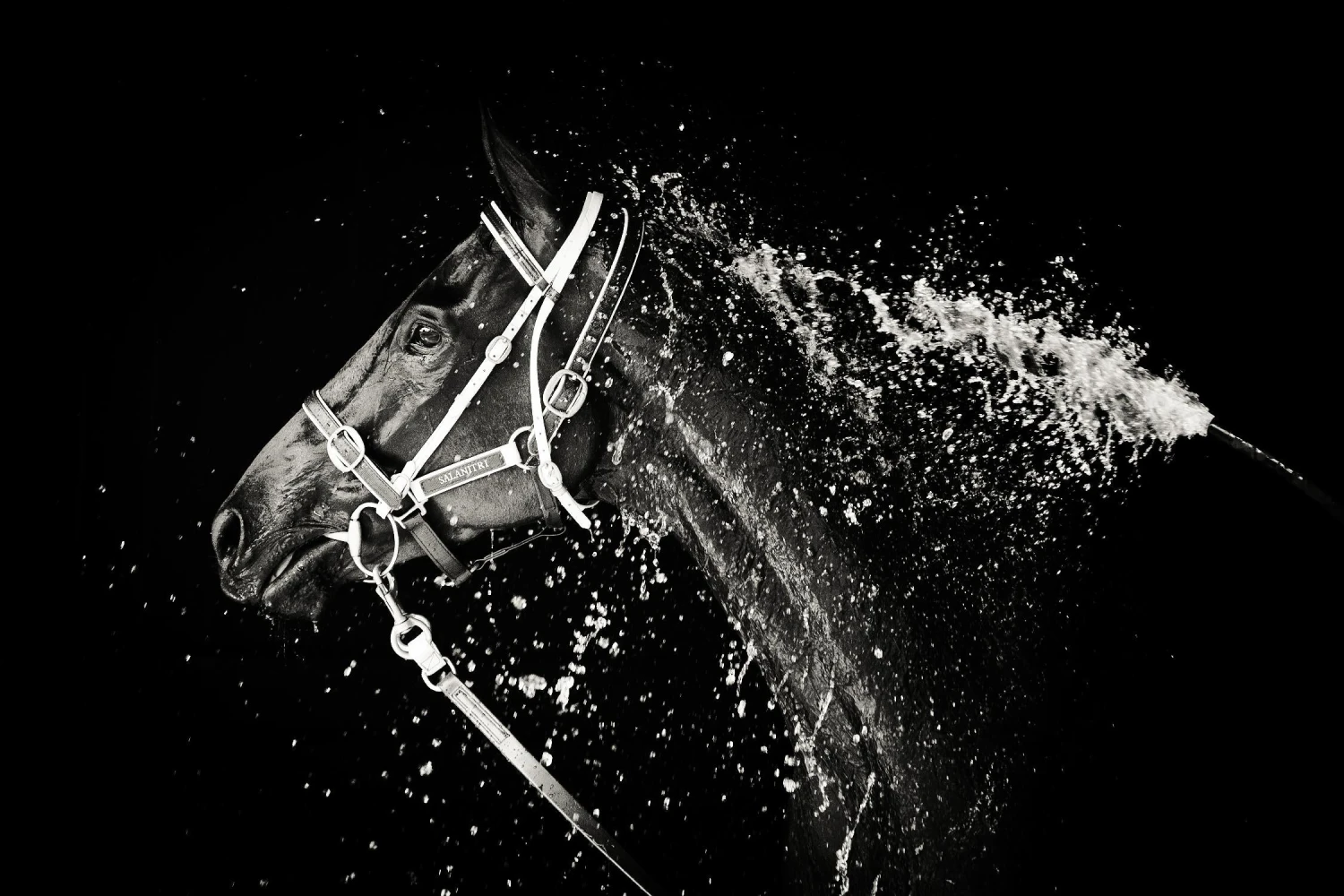 Lee Chapman - The Hose Down