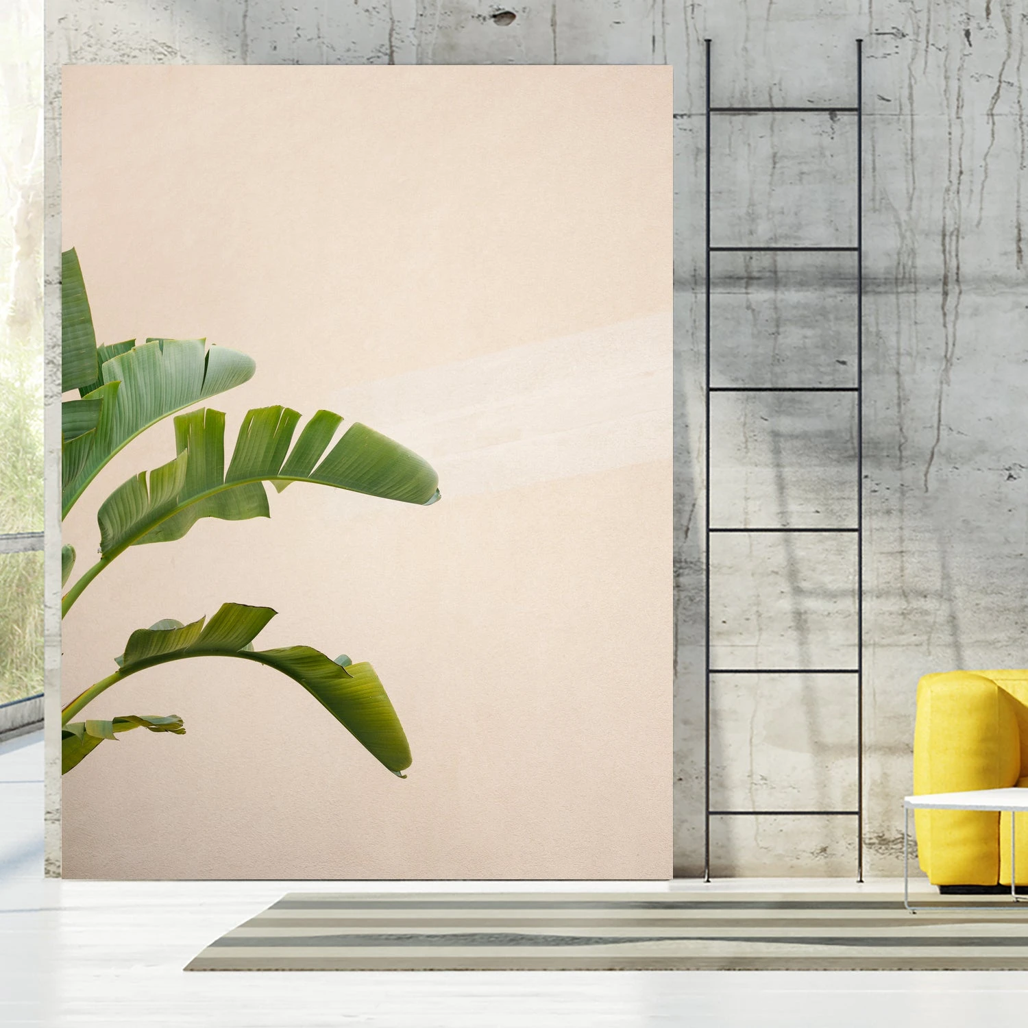 Cannes Banana Plant - Image 4