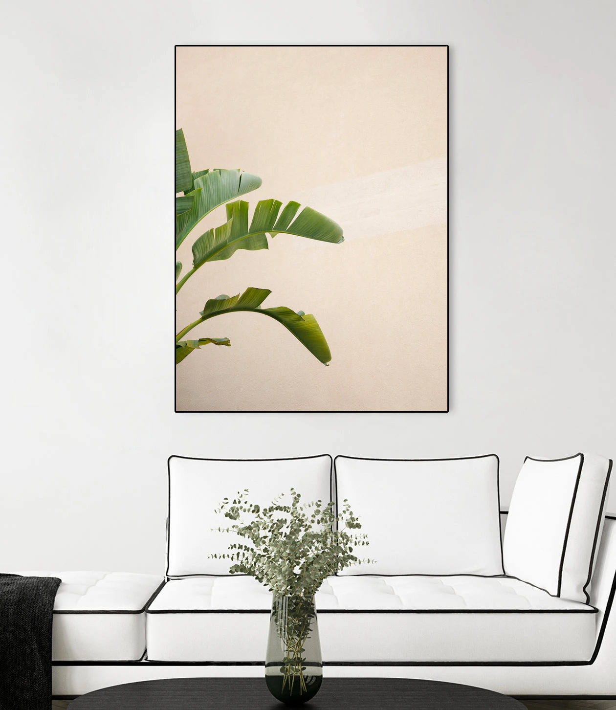 Cannes Banana Plant - Image 13