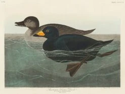 American Scoter Duck From Birds Of America (1827)