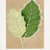 Green Solanum Marginatum Leaf Illustration