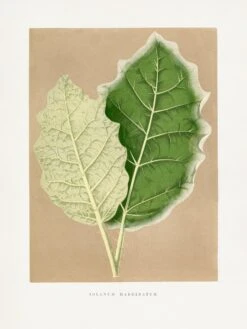 Green Solanum Marginatum Leaf Illustration