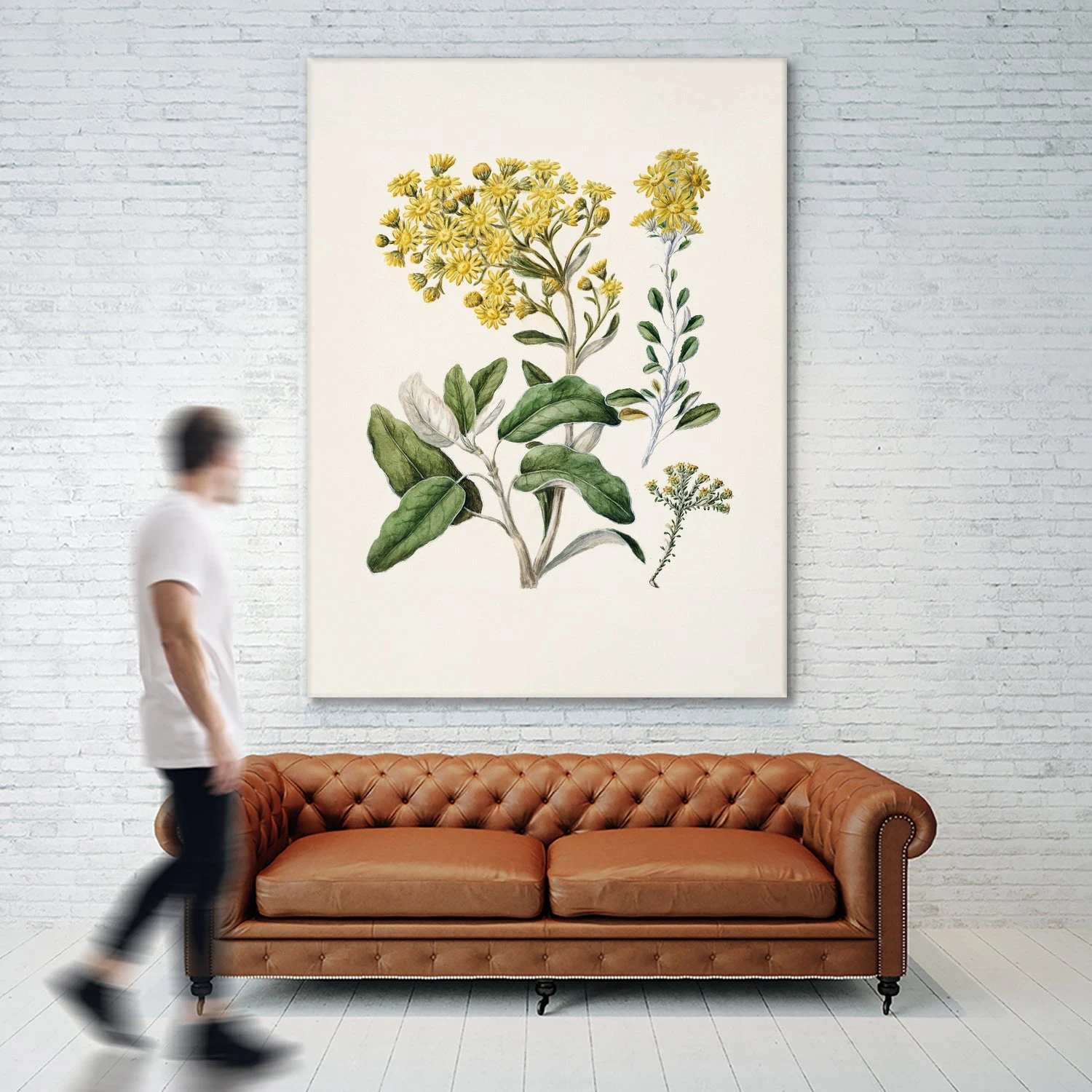 Daisy Brachyglottis Drawn By Sarah Featon (1848a1927) - Image 6