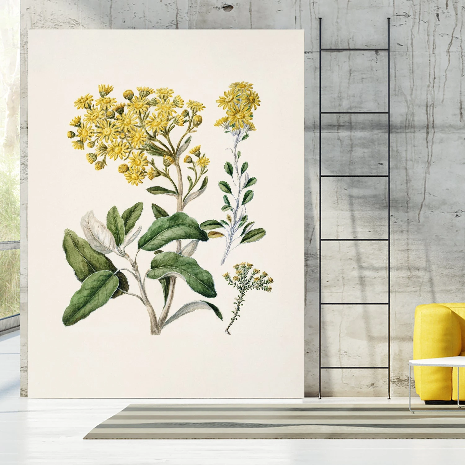 Daisy Brachyglottis Drawn By Sarah Featon (1848a1927) - Image 4