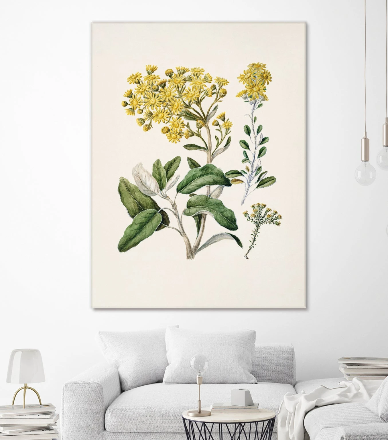 Daisy Brachyglottis Drawn By Sarah Featon (1848a1927) - Image 5