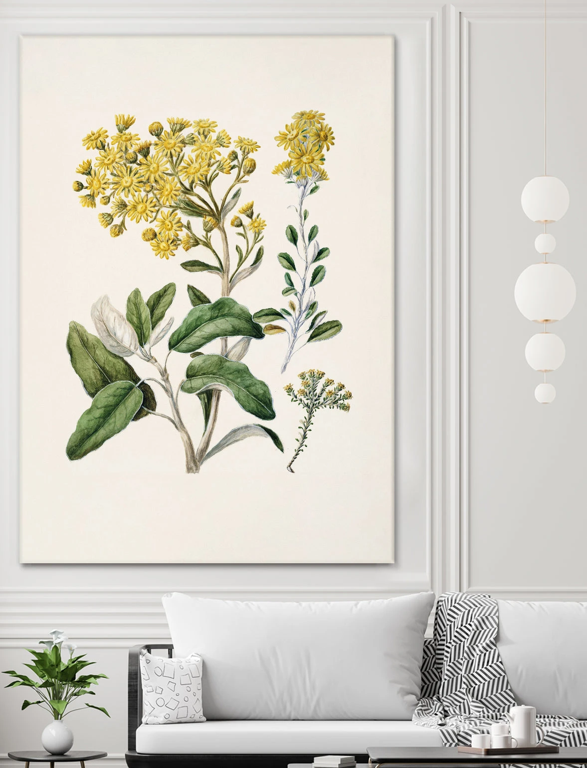 Daisy Brachyglottis Drawn By Sarah Featon (1848a1927) - Image 10