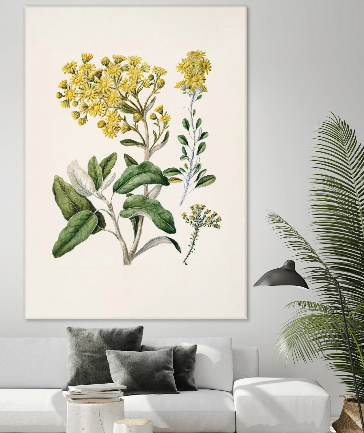 Daisy Brachyglottis Drawn By Sarah Featon (1848a1927) - Image 12