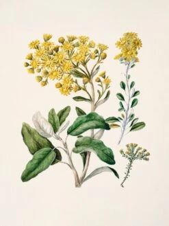 Daisy Brachyglottis Drawn By Sarah Featon (1848a1927)