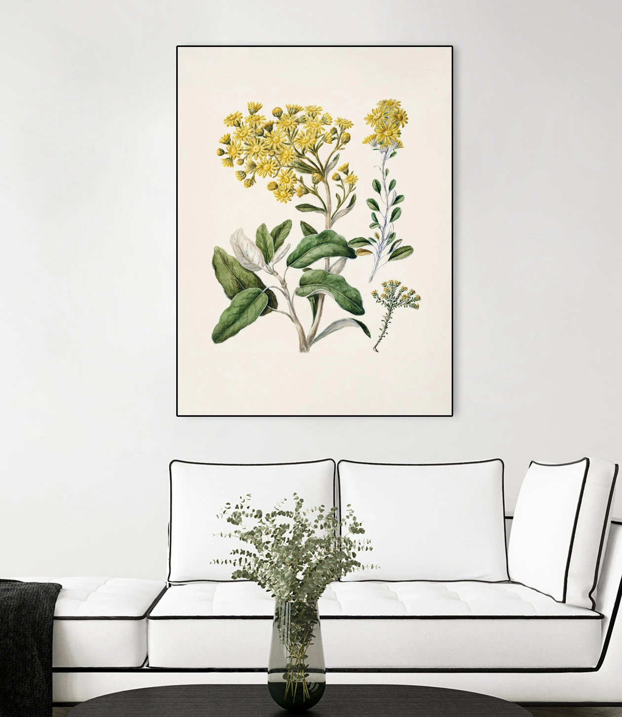 Daisy Brachyglottis Drawn By Sarah Featon (1848a1927) - Image 13