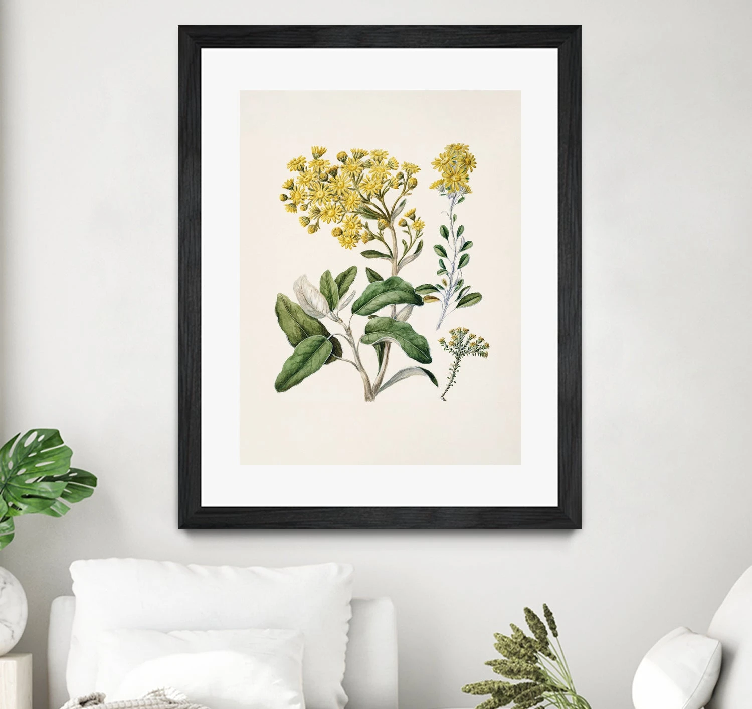 Daisy Brachyglottis Drawn By Sarah Featon (1848a1927) - Image 20