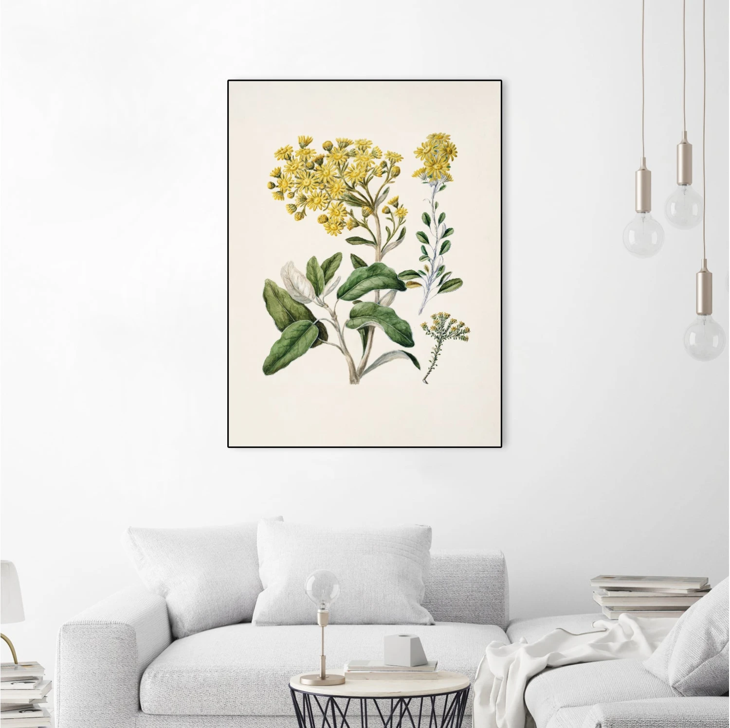 Daisy Brachyglottis Drawn By Sarah Featon (1848a1927) - Image 17