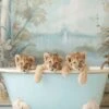 Blue Lagoon Lion Cubs