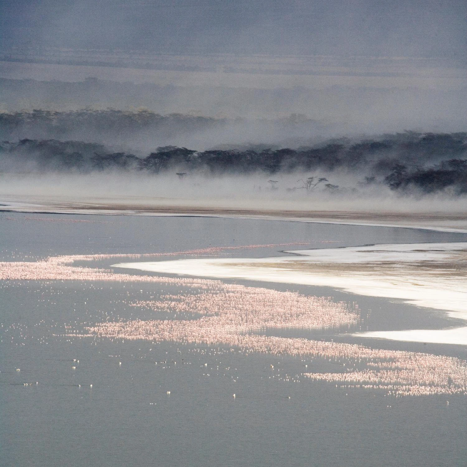 Flamingo Land Square