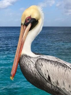 Pelican