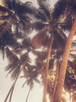 Vintage Palms