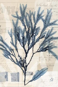 Seaweed Arrangement I