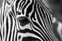 Zoomed Zebra