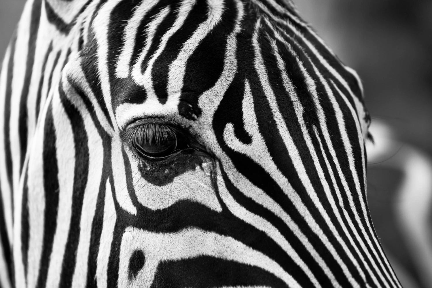 Zoomed Zebra