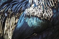 Blue Feathers